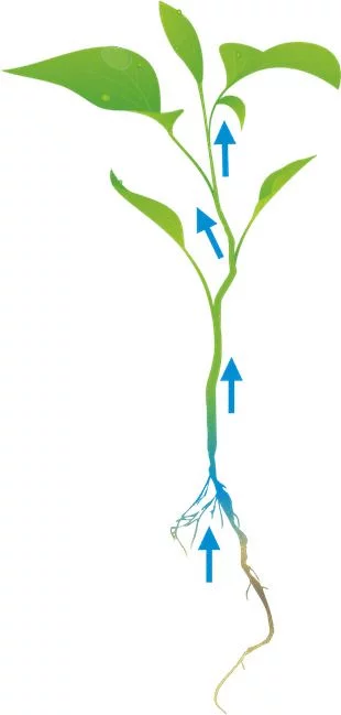 Cat's Best Smart Pellets - Kattenbakvulling - Image 5