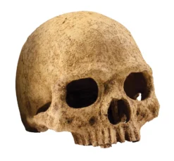 Exo Terra Schuilplaats Primate Skull - Ornamenten - 17x13.5x11.5 Cm