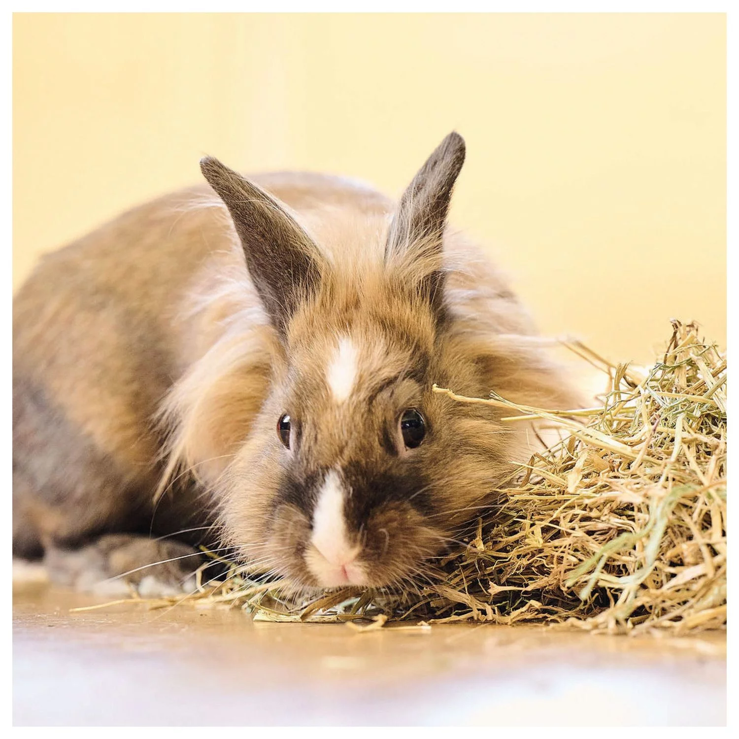 Beaphar Care Plus Konijn Junior - Konijnenvoer - Image 6