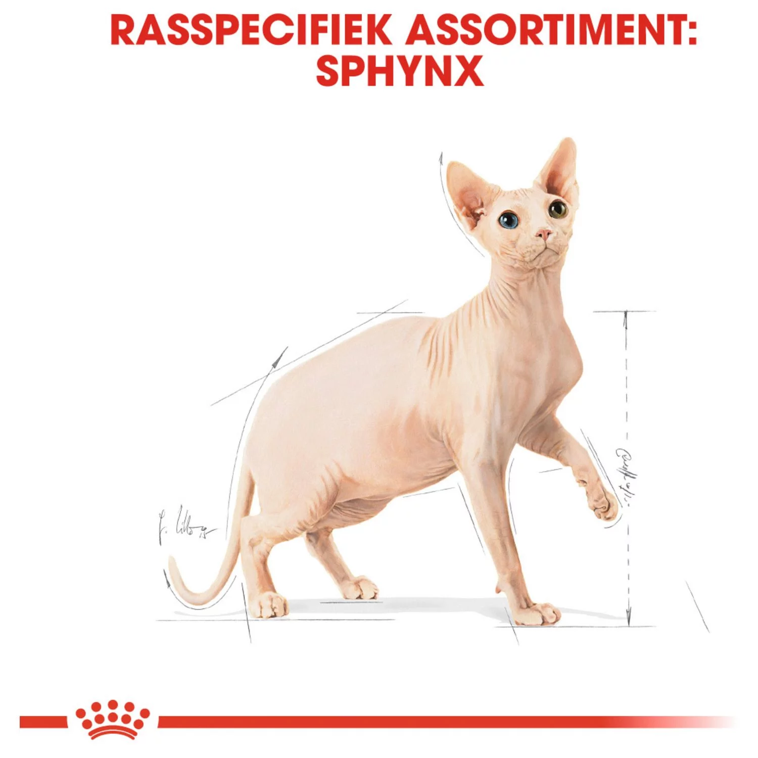 Royal Canin Sphynx Adult - Kattenvoer - Image 5