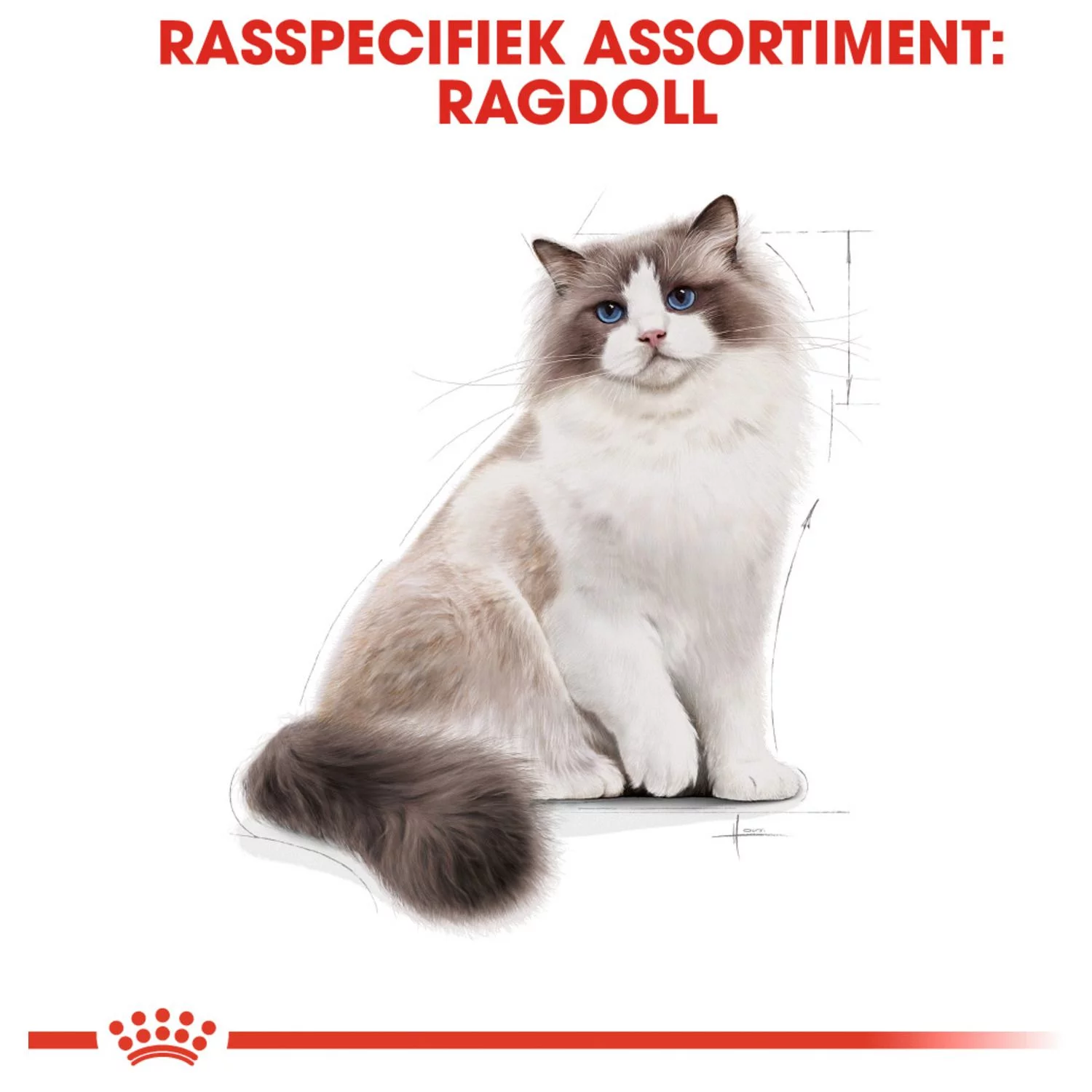 Royal Canin Ragdoll Adult - Kattenvoer - Image 5