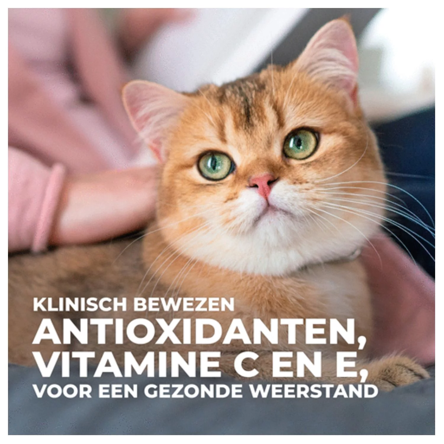 Hill's Feline Adult Oral Care Kip - Kattenvoer - Image 6