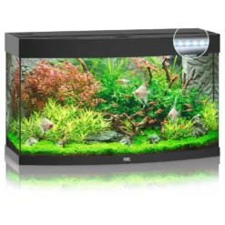 Juwel Aquarium Vision 180 Led 92x41x55 Cm - Aquaria